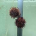 Aquaculture project to increase the population of sea urchins in Maltese waters
